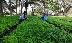 Hoàn ngọc + yến sào: Ẩm thực dưỡng sinh-nâng cao đề kháng